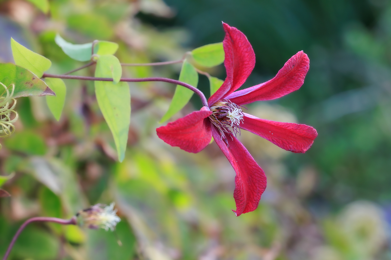 Texas Waldrebe [Clematis texenis]