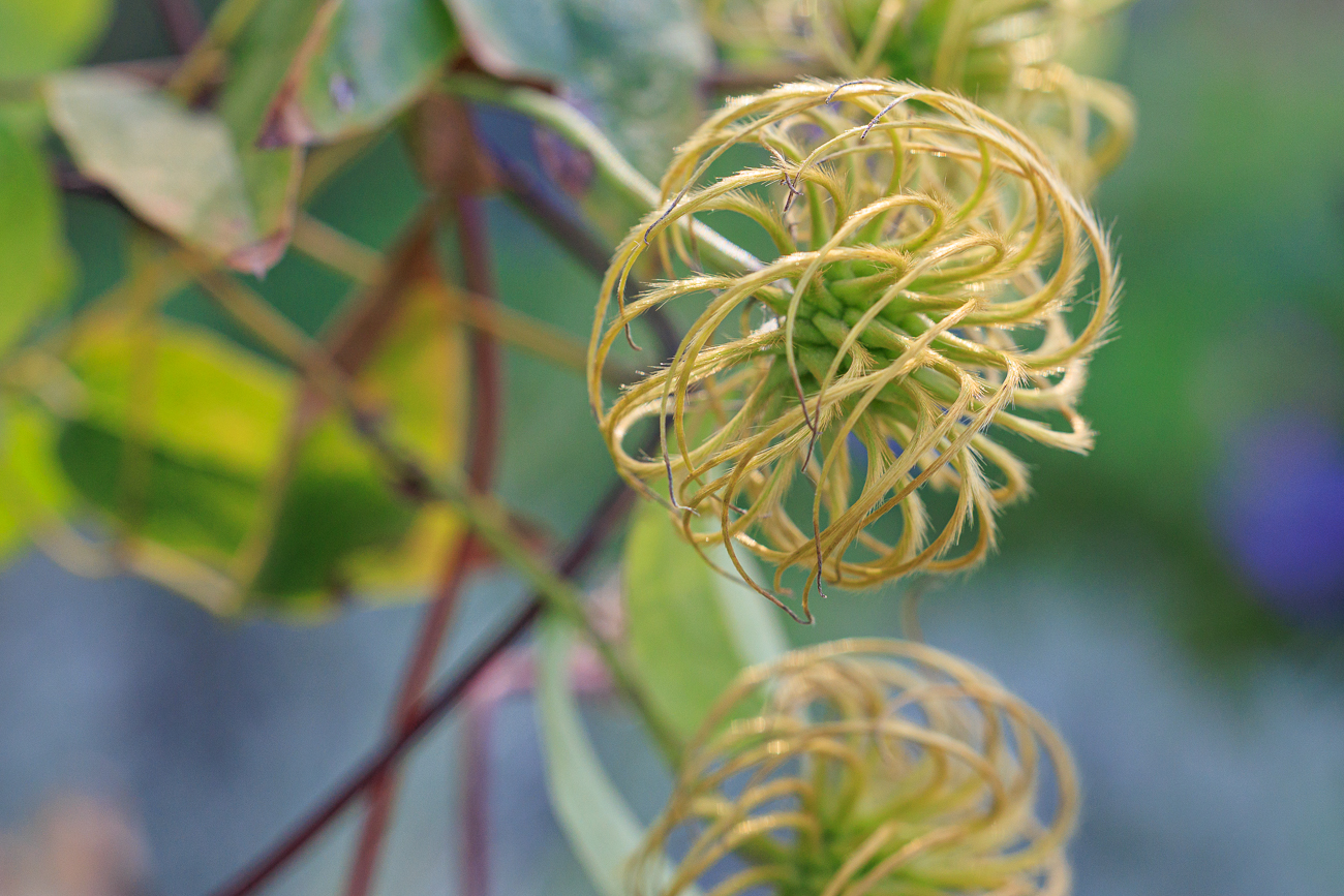 Texas Waldrebe [Clematis texenis]