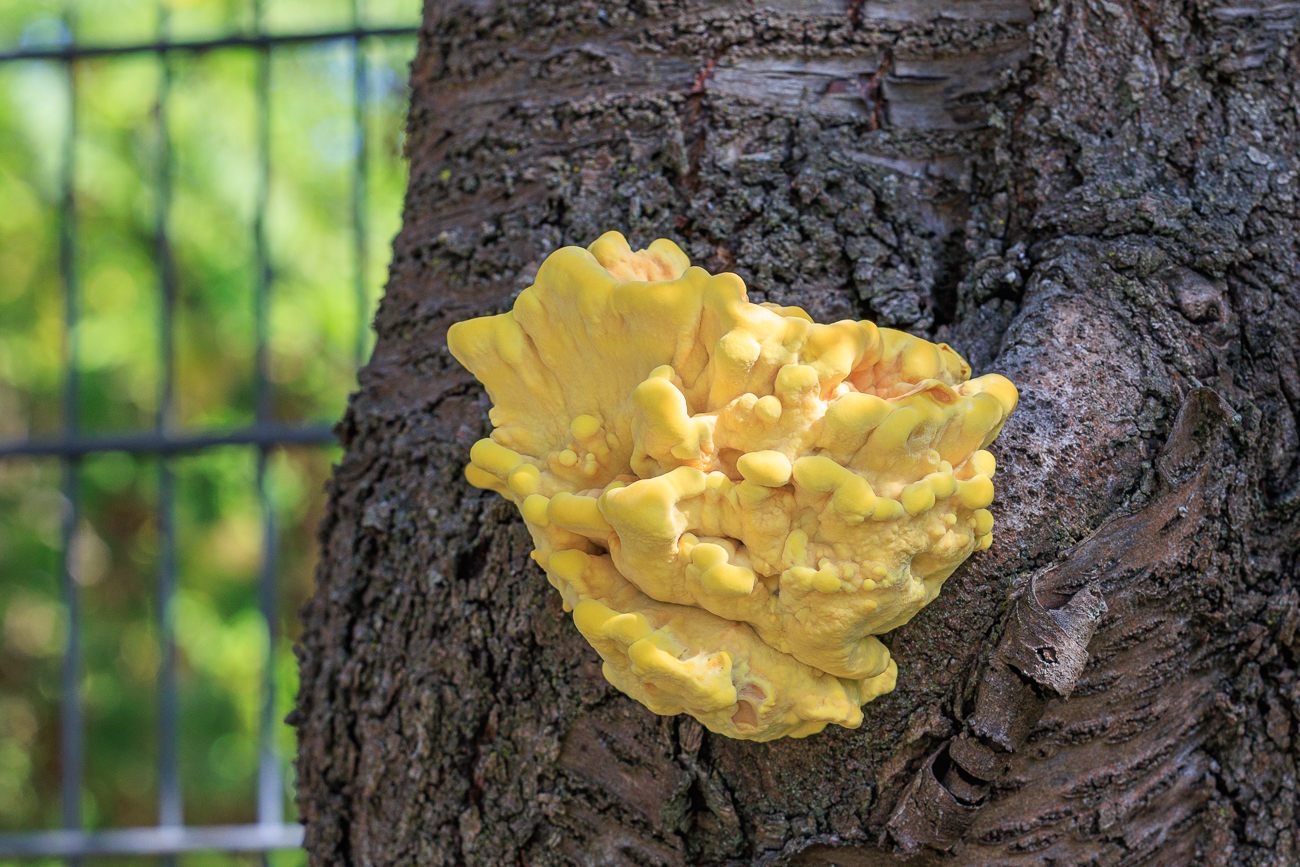 Gemeiner Schwefelporling [Laetiporus sulphureus]