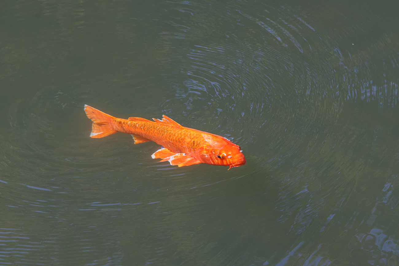Orangefarbener Koi-Karpfen [Cyprinus carpio]