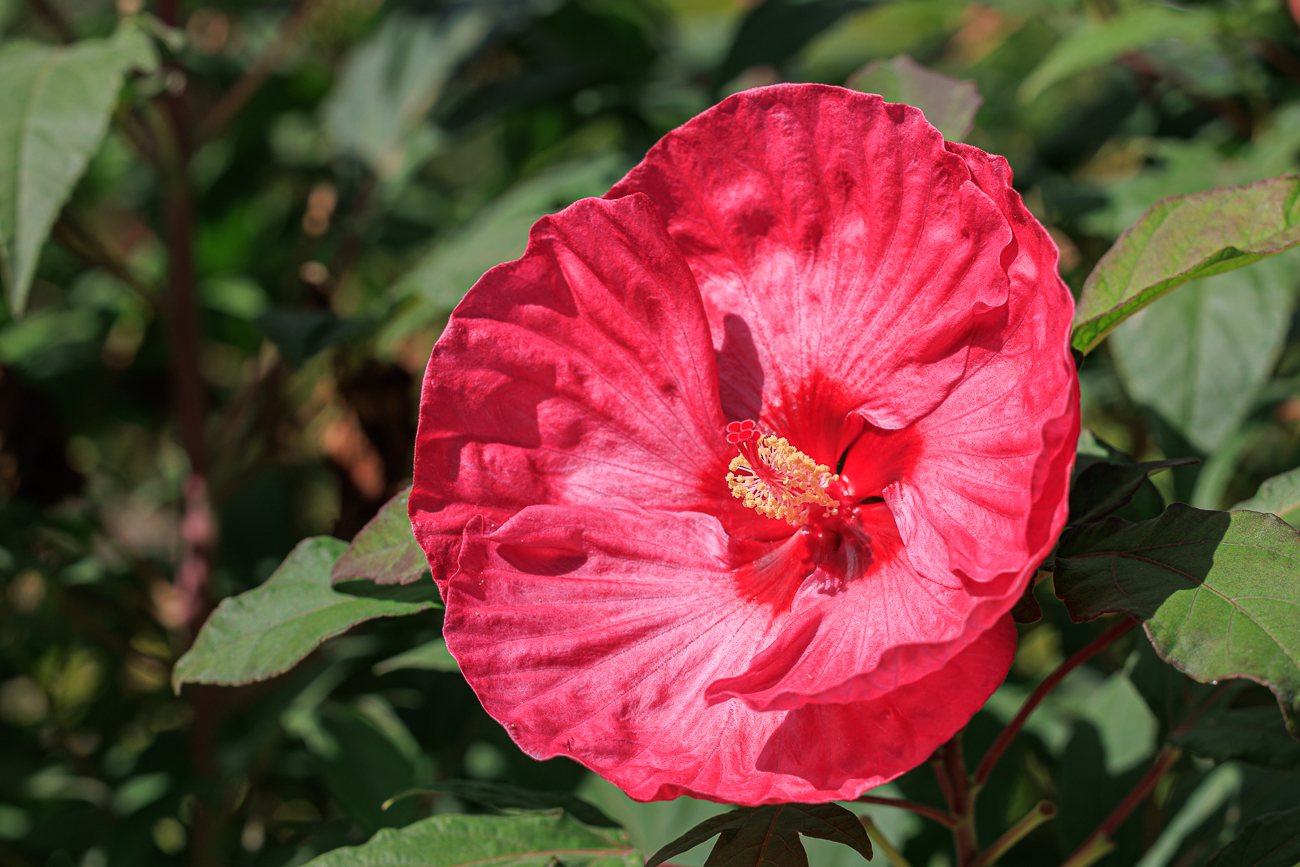 Riesen Hibiskus [Hibiscus grandiflorus]