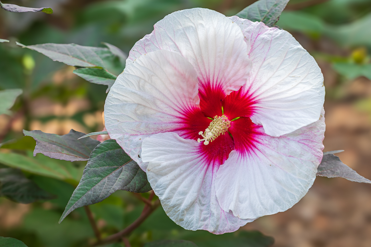 Sumpfeibisch [Hibiscus moscheutos]