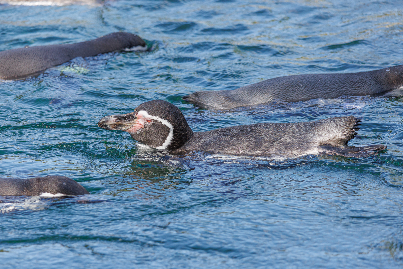 Humboldt-Pinguin [Spheniscus humboldti]