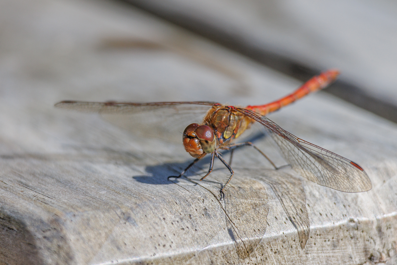 Gemeine Heidelibelle [Sympetrum striolatum]