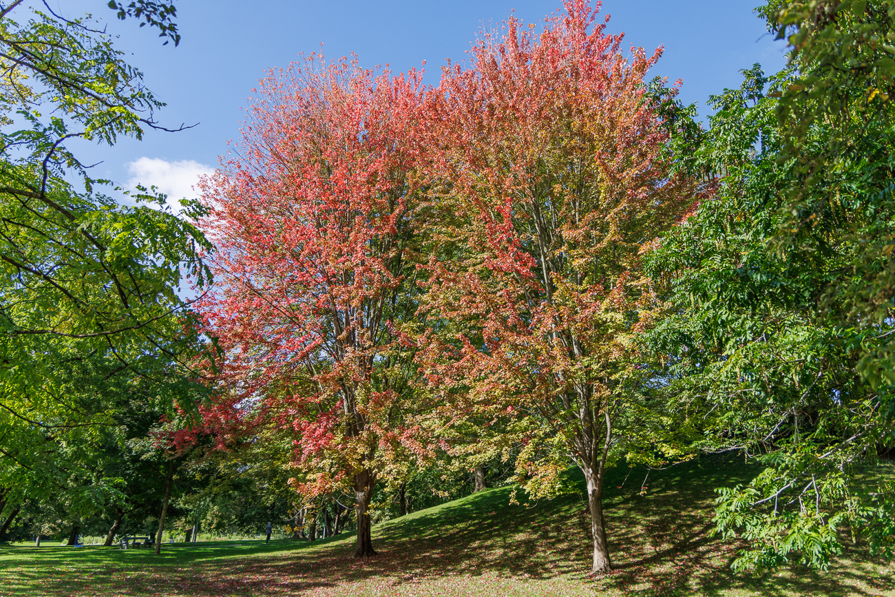 Rotahorn [Acer rubrum]