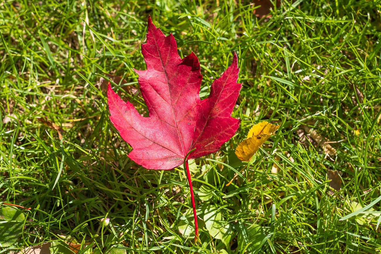 Rotahorn [Acer rubrum]