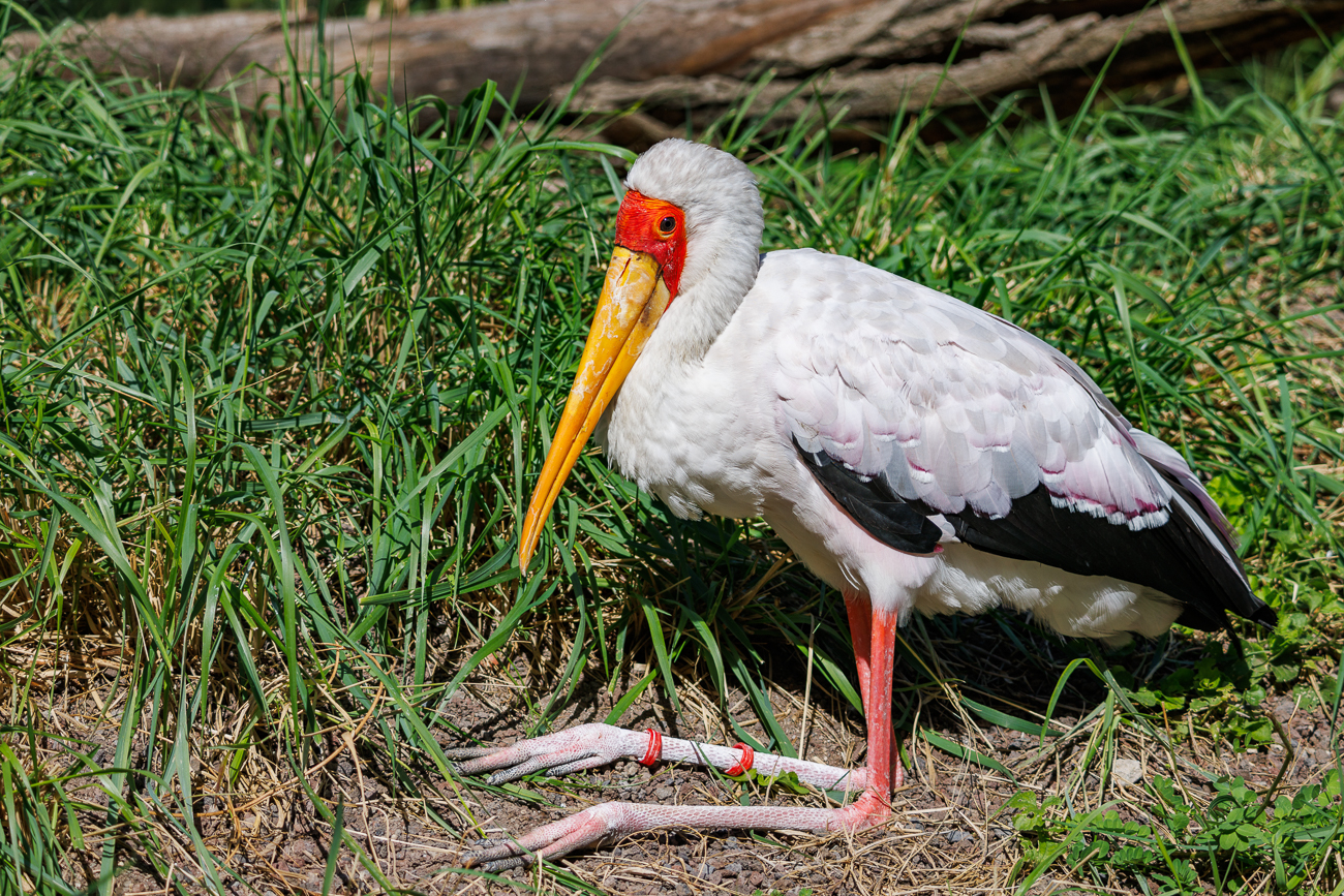 Nimmersatt [Mycteria ibis]