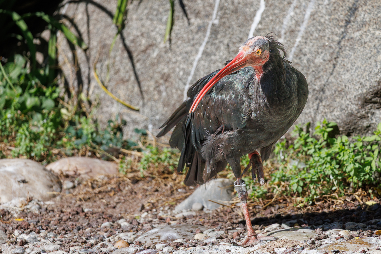 Waldrapp [Geronticus eremita]