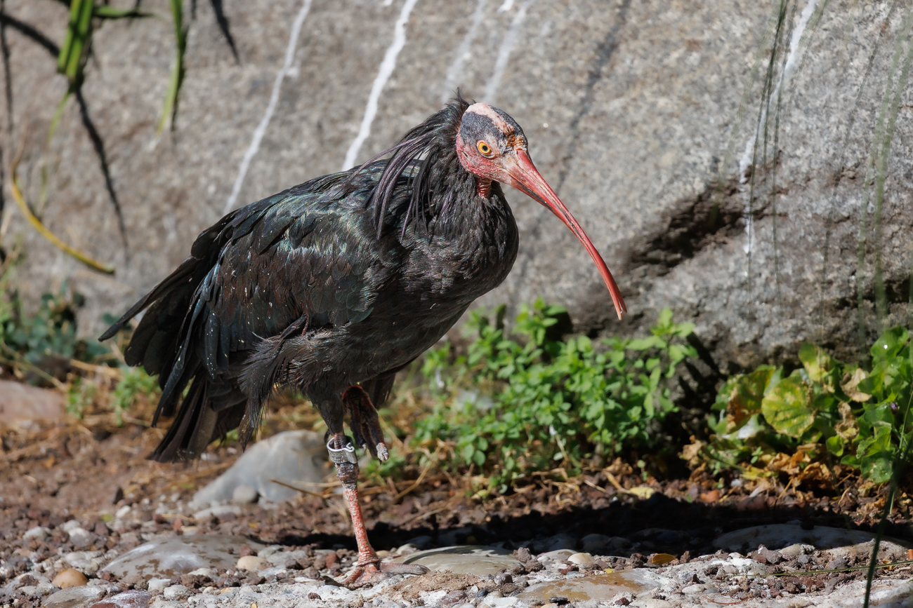 Waldrapp [Geronticus eremita]