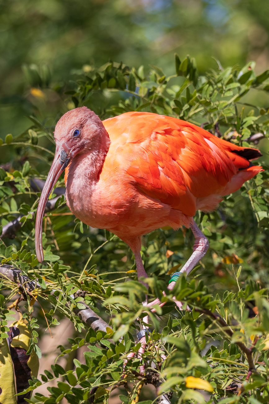 Scharlachsichler [Eudocimus ruber]