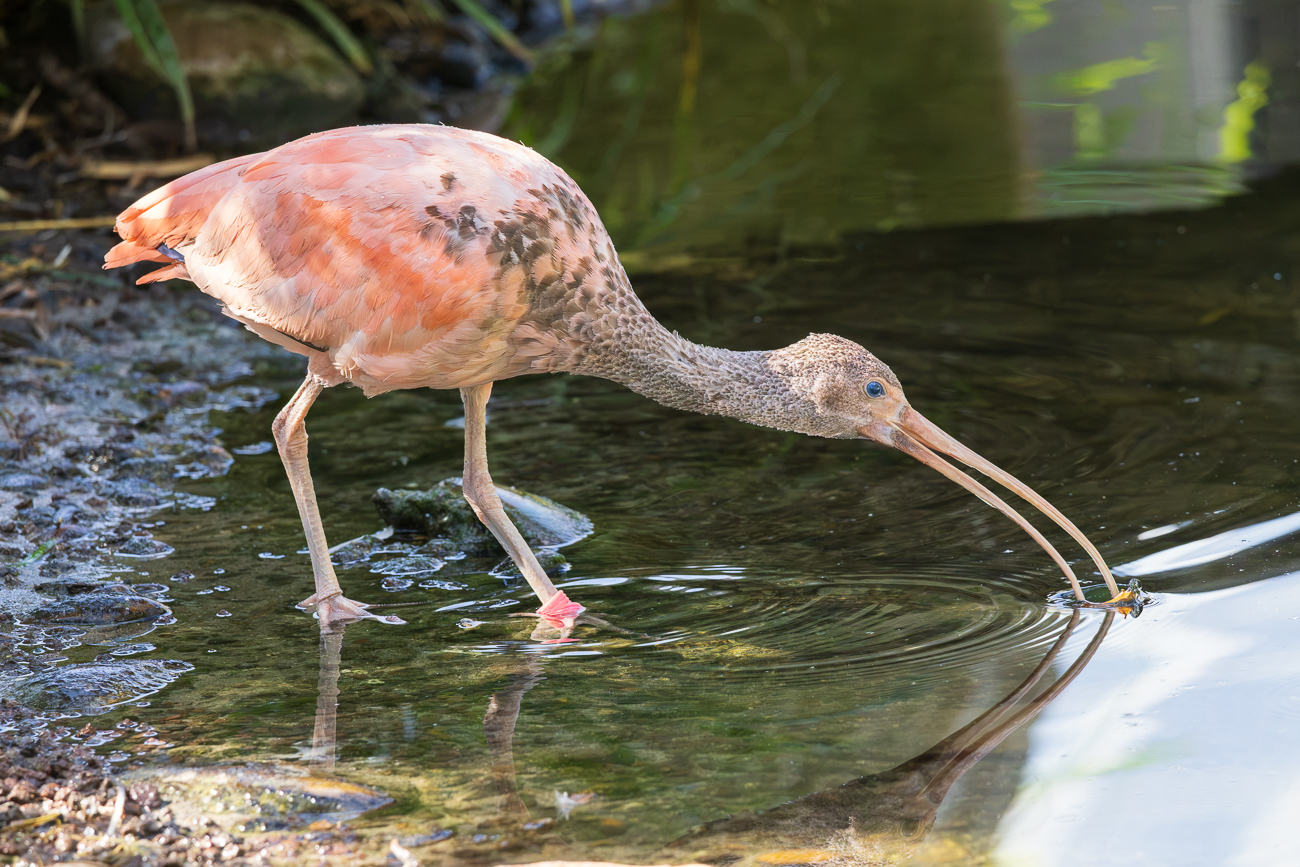 Junger Scharlachsichler [Eudocimus ruber]