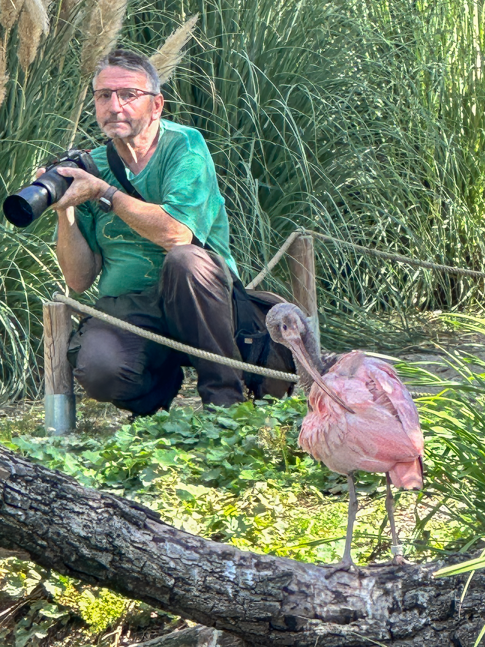 Alter Fotograf und junger Scharlachsichler [Eudocimus ruber] ;-)