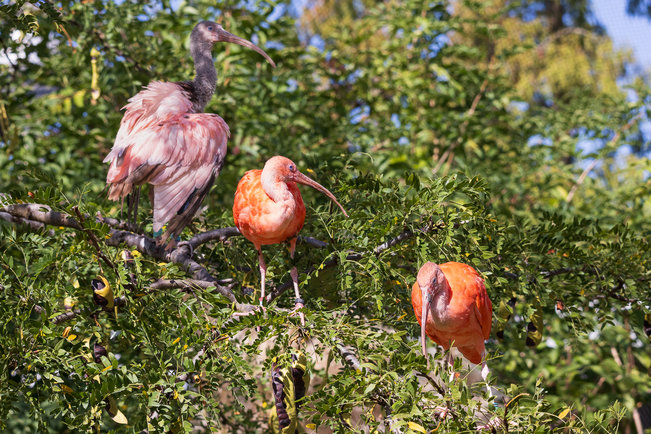 Junger und &auml;ltere Scharlachsichler [Eudocimus ruber]