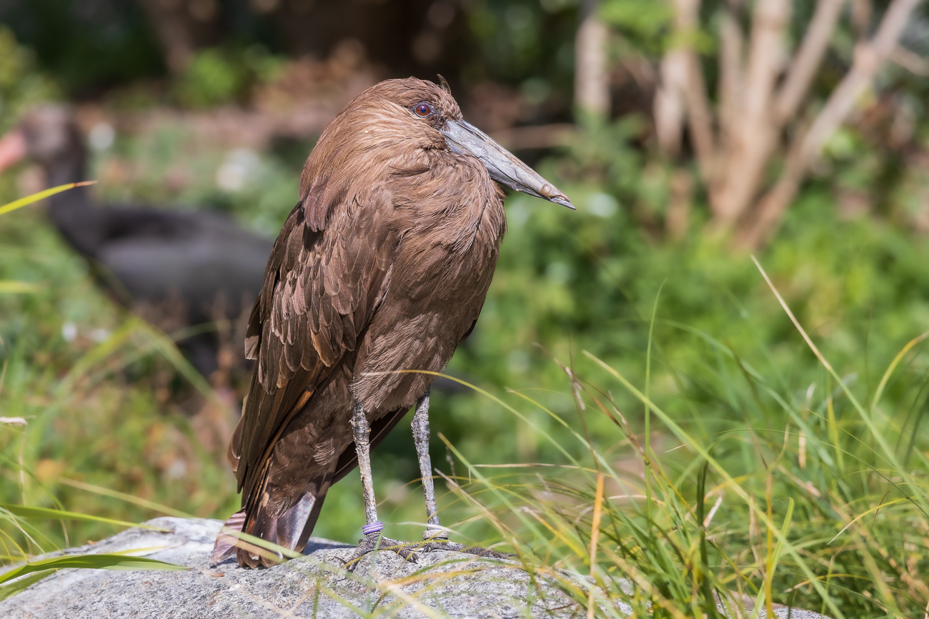 Hammerkopf oder auch Schattenvogel [Scopus umbretta]