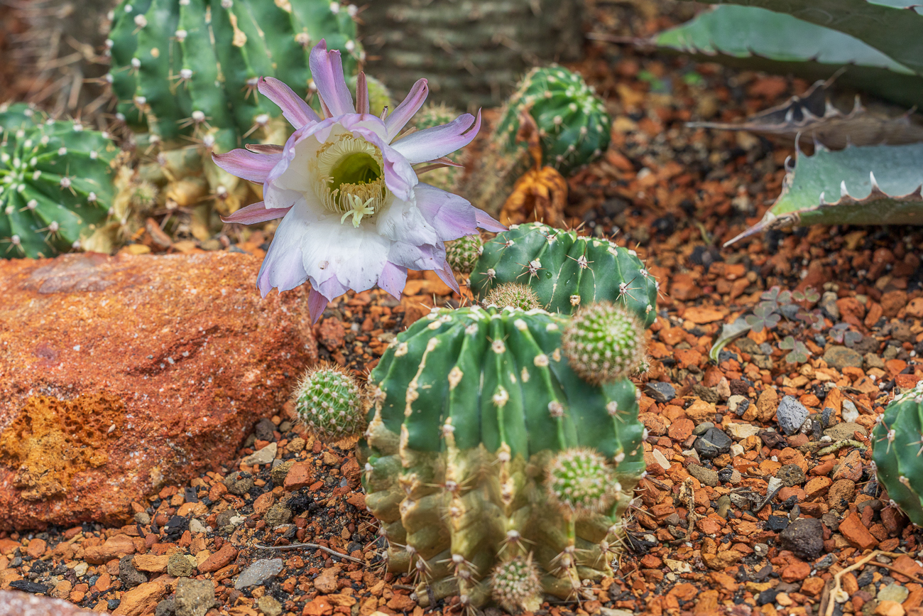Bauernkaktus [Echinopsis oxigona]