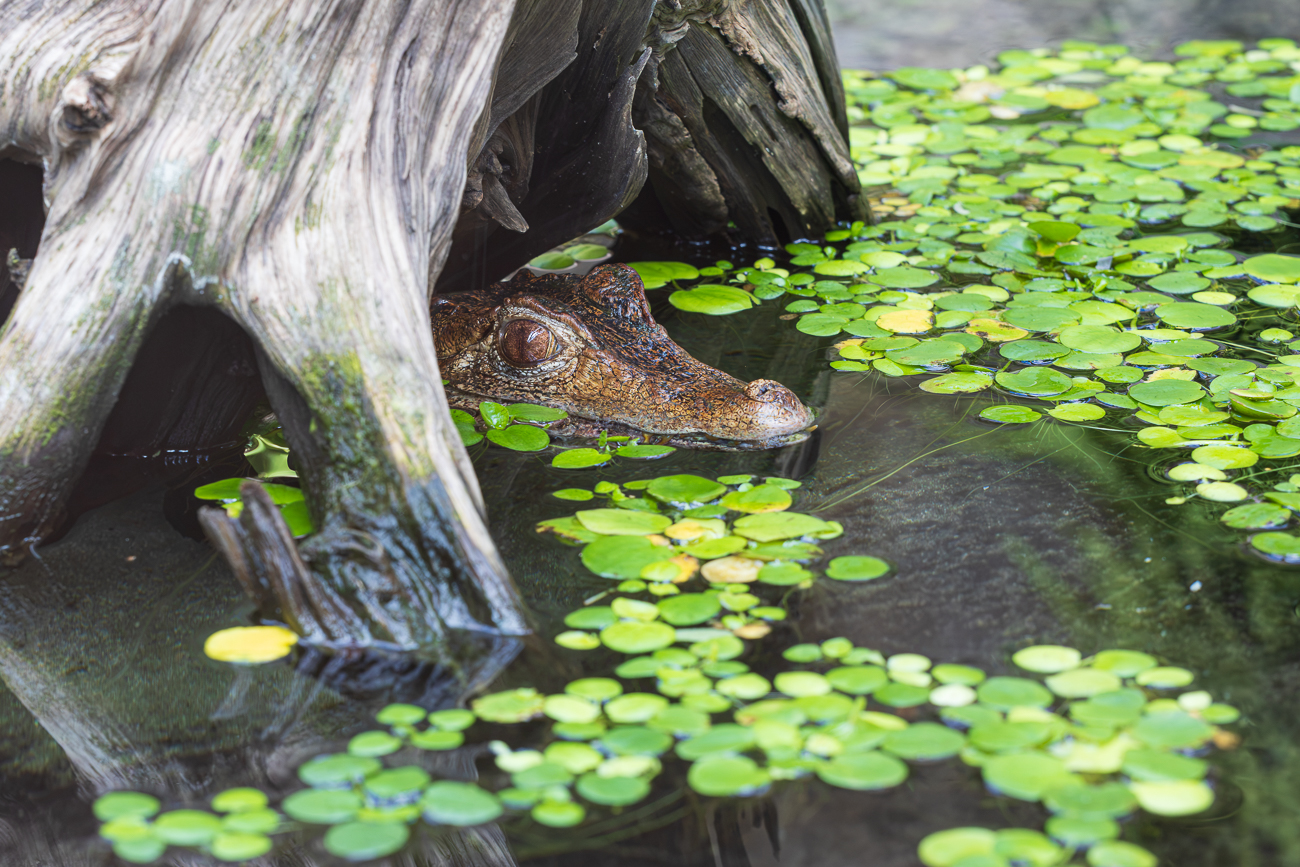 Brauen-Glattstirnkaiman [Paleosuchus palpebrosus]