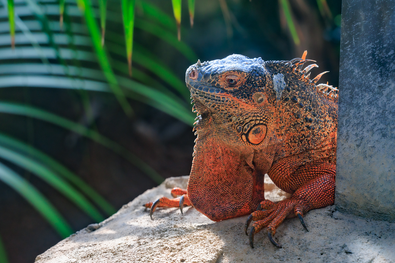 Gr&uuml;ner leguan [Iguana iguana], in der Paarungszeit rot gef&auml;rbt