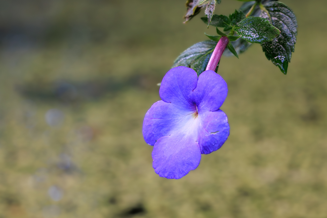 Schiefteller [Achimenes longiflora]