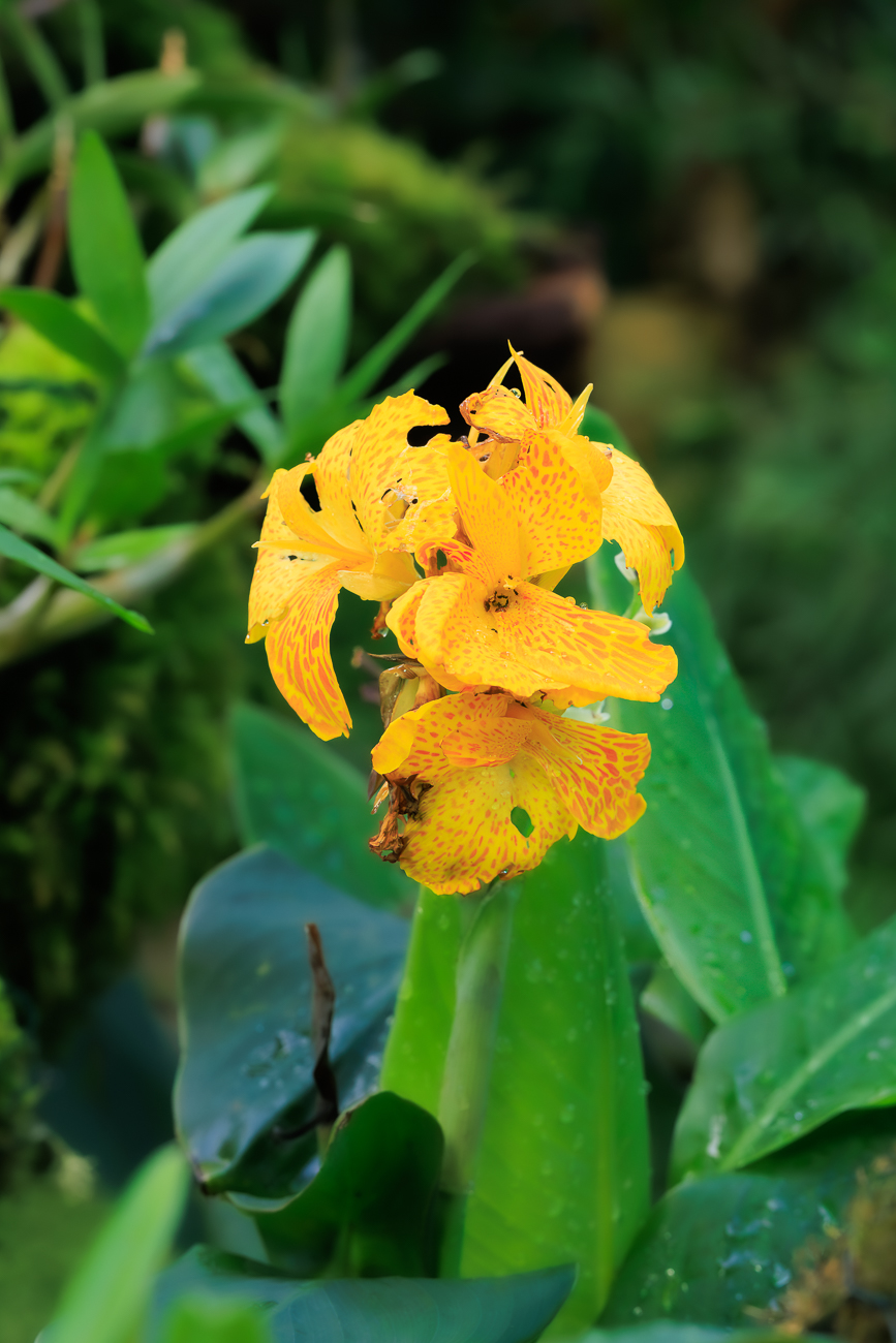 Indisches Blumenrohr [Canna indica]