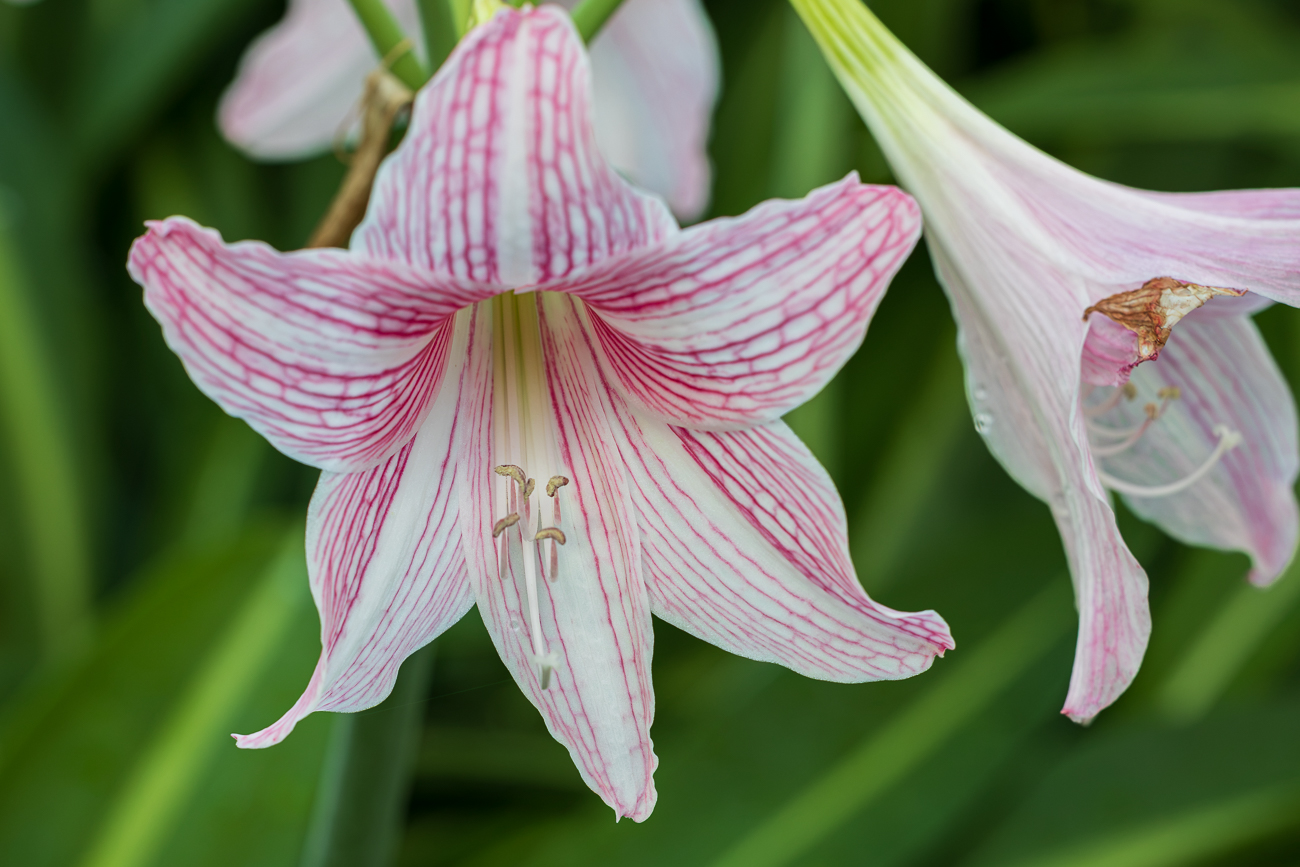 Vermutlich ein Ritterstern [Hippeastrum reticulatum]