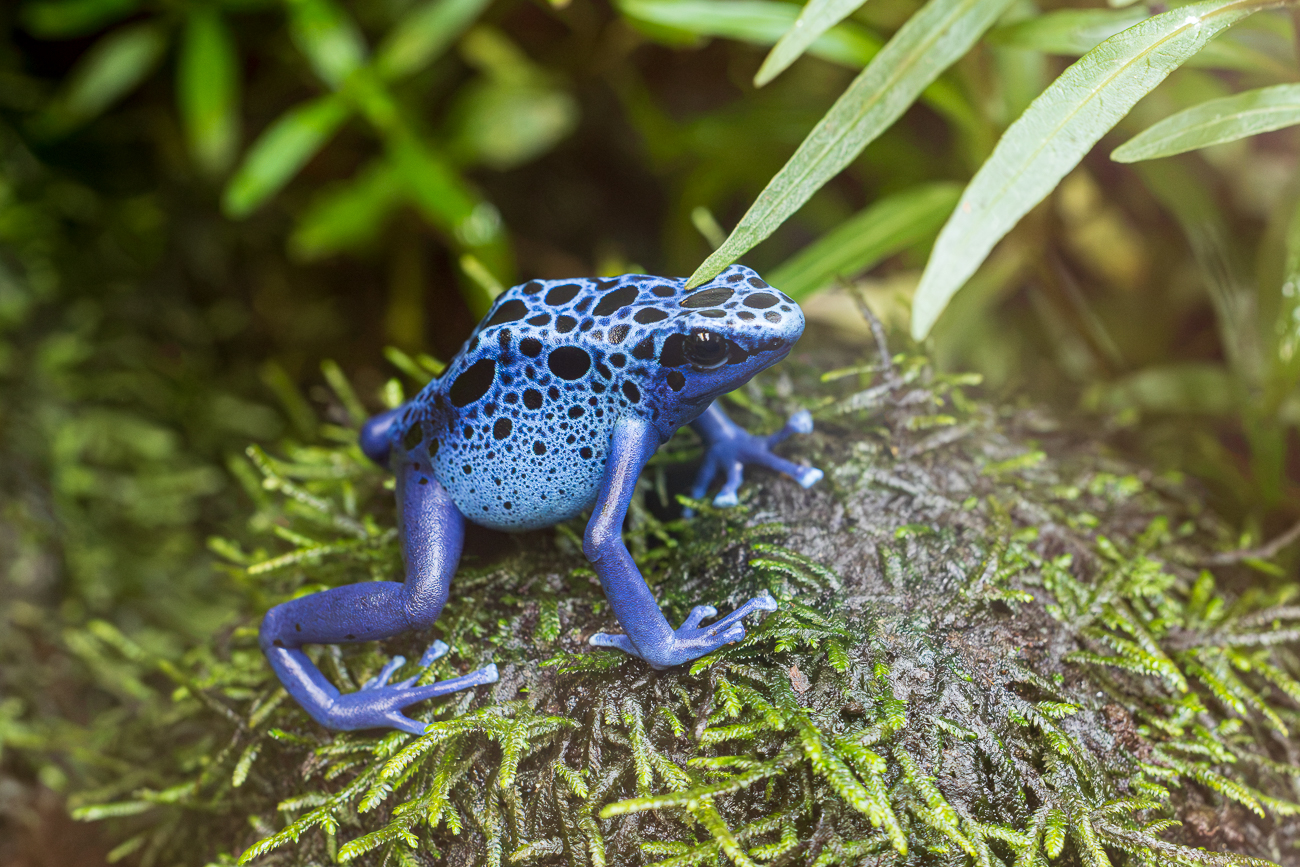 Blauer Baumsteiger (Blauer Pfeilgiftfrosch) [Dendrobates tinctorius], durch Glasscheibe fotografiert