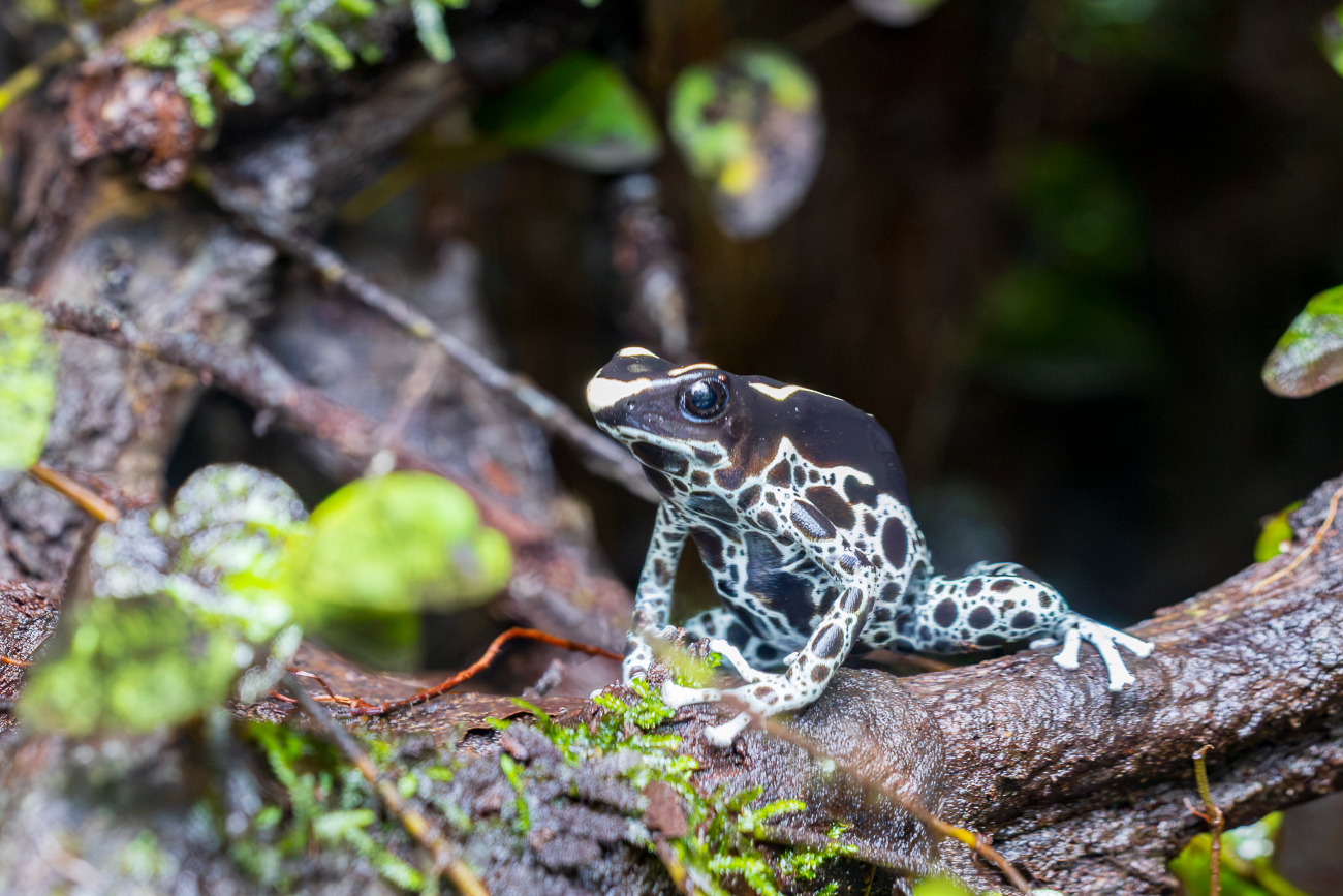F&auml;rberfrosch [Dendrobates tinctorius], durch Glasscheibe fotografiert