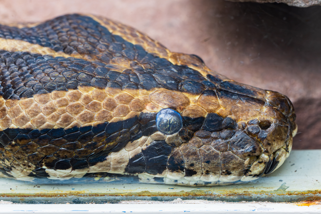 Heller Tigerpython [Python molurus], durch Glasscheibe fotografiert