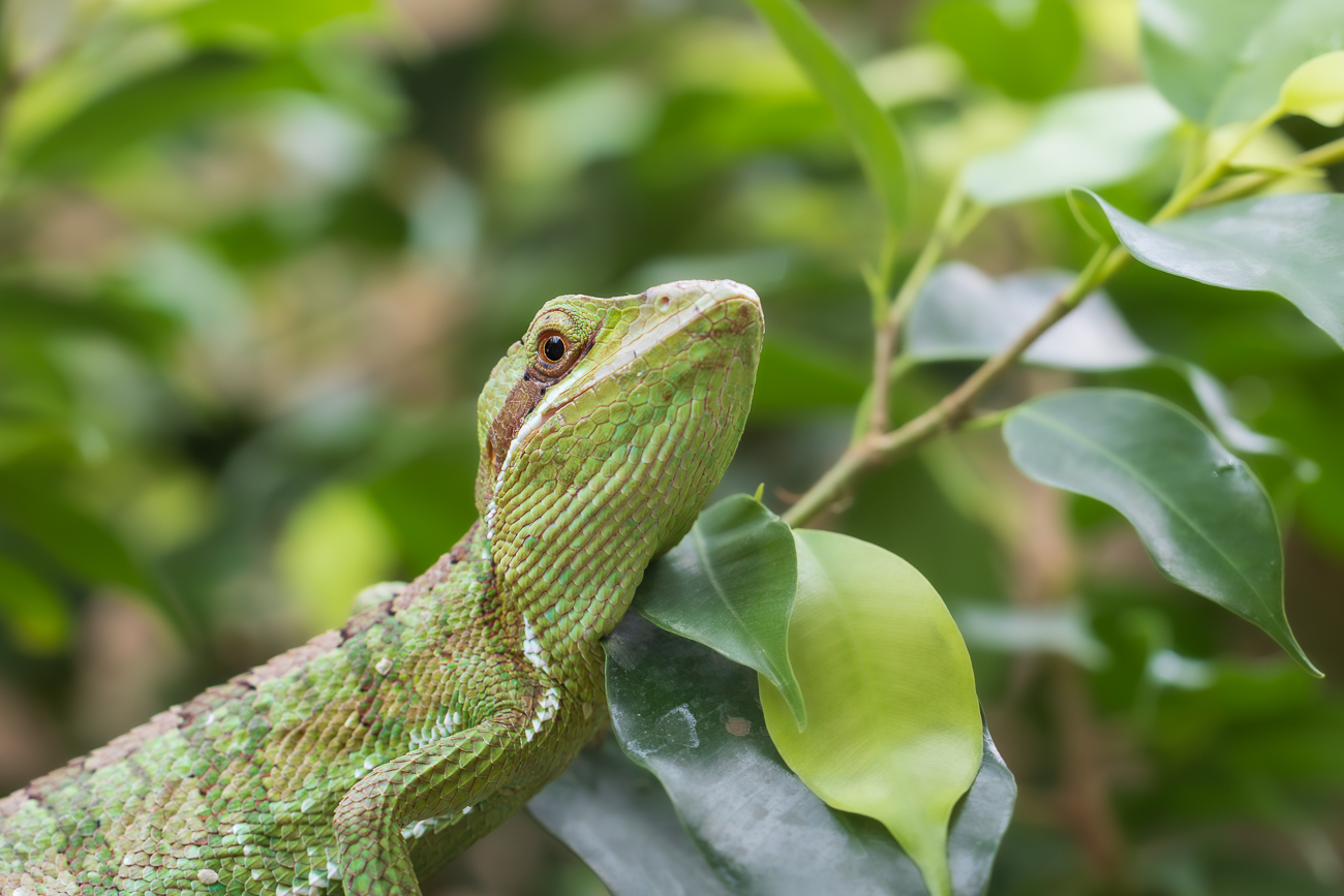 Kronenbasilisk [Laemanctus longipes], durch Glasscheibe fotografiert