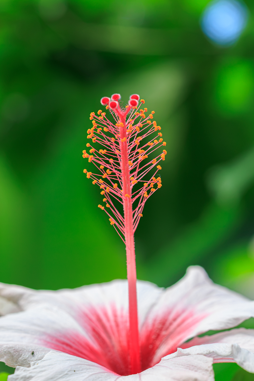 Chinesischer Roseneibisch [Hibiscus rosa-sinensis]