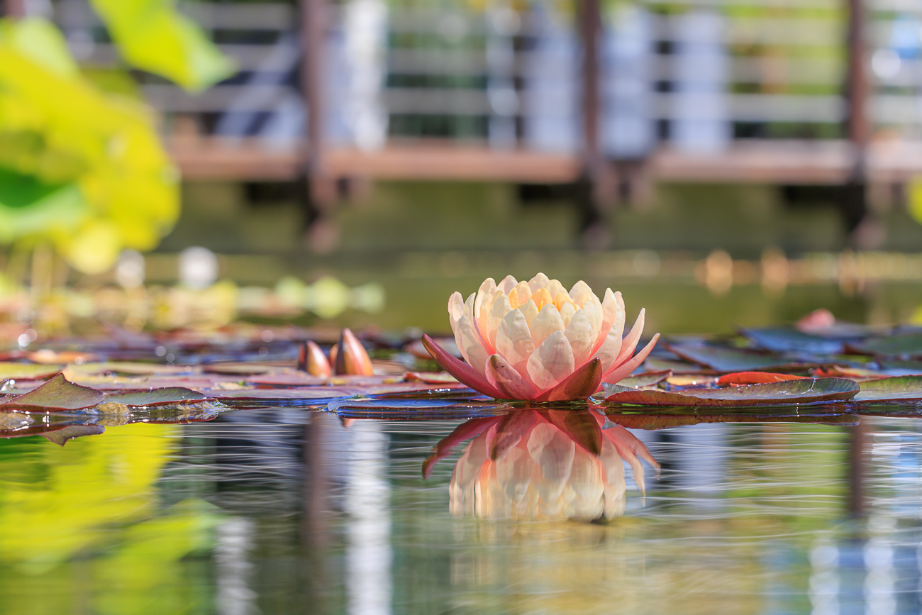 Wei&szlig;e Seerose [Nymphaea alba]