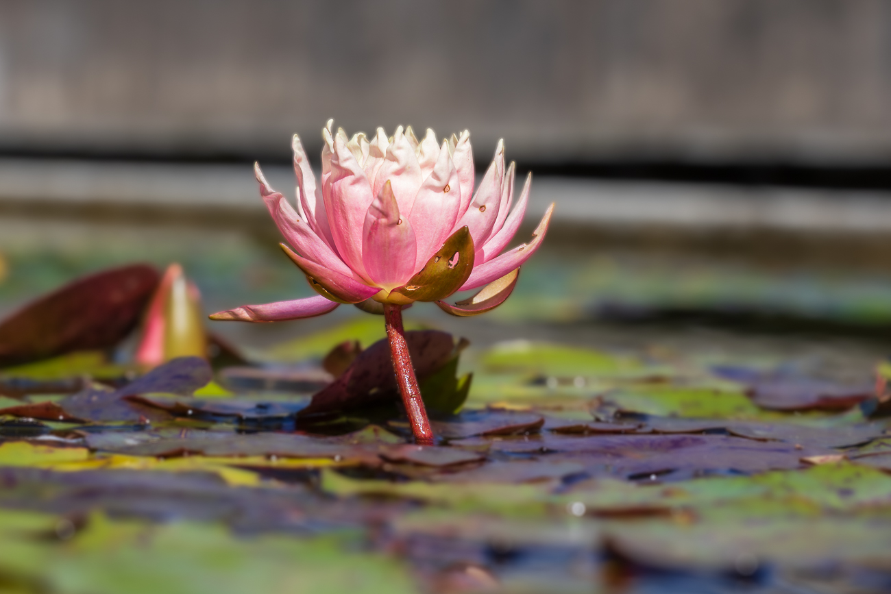 Gl&auml;nzende Seerose [Nymphaea candida]