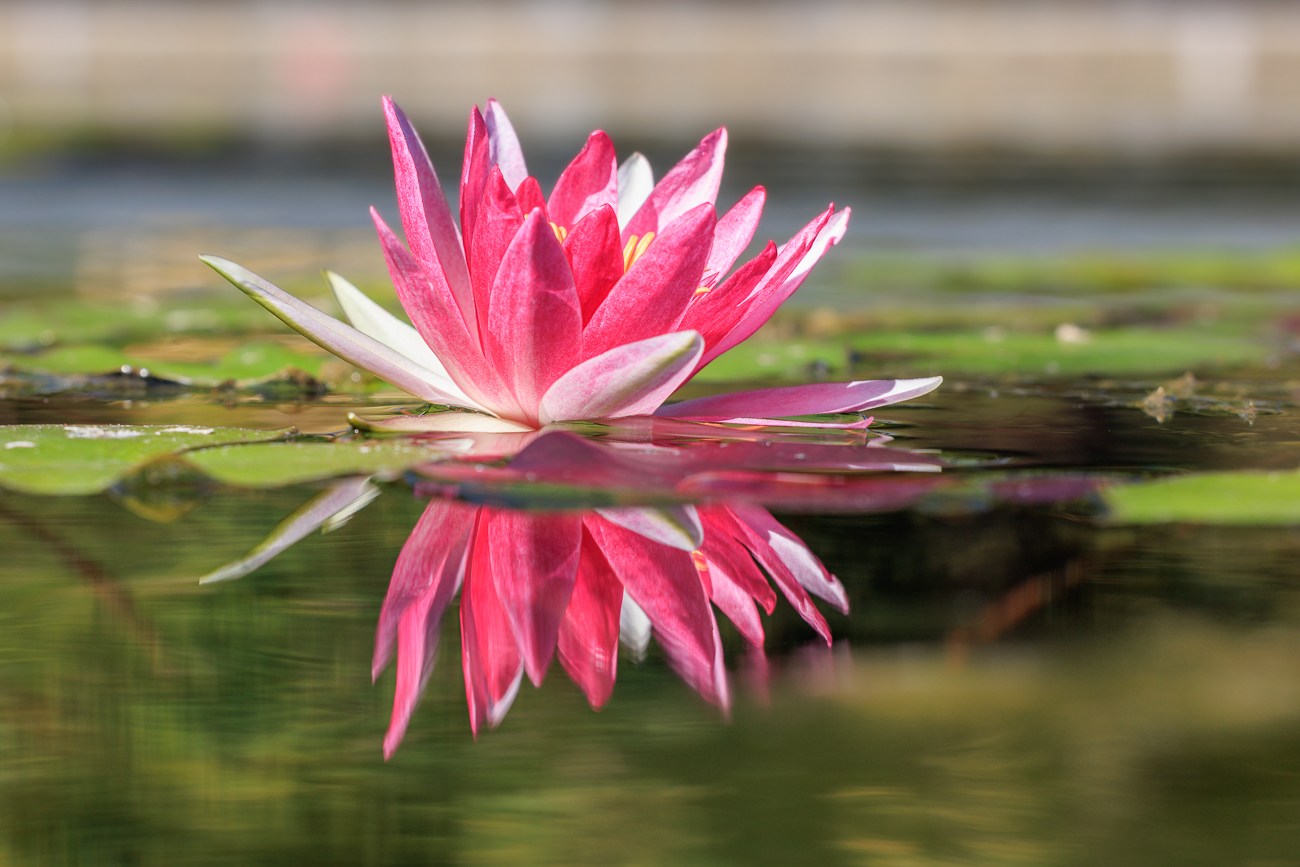 Gl&auml;nzende Seerose [Nymphaea candida]