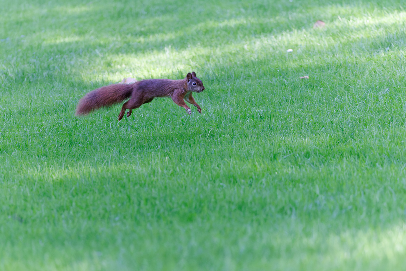 Rotes Eichh&ouml;rnchen [Sciurus vulgaris]
