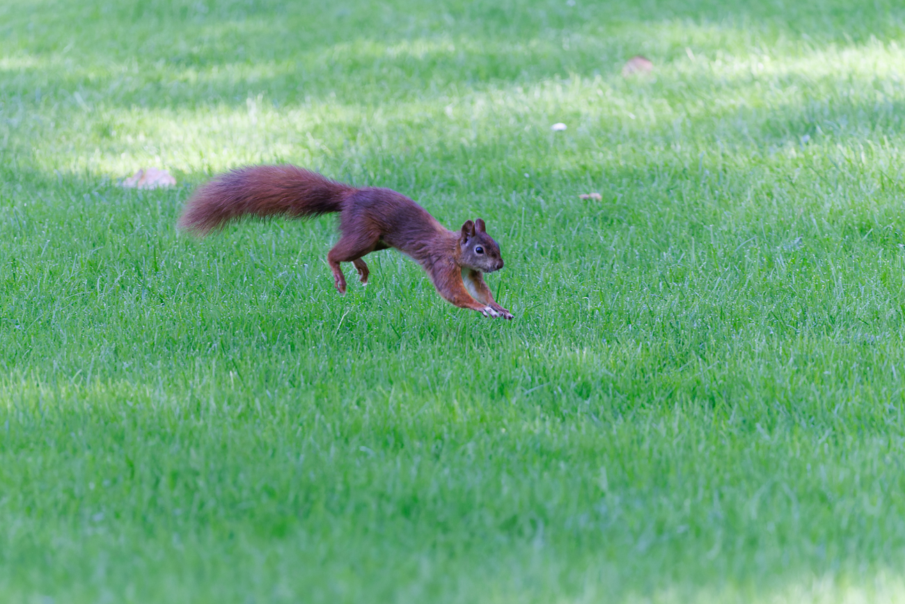 Rotes Eichh&ouml;rnchen [Sciurus vulgaris]