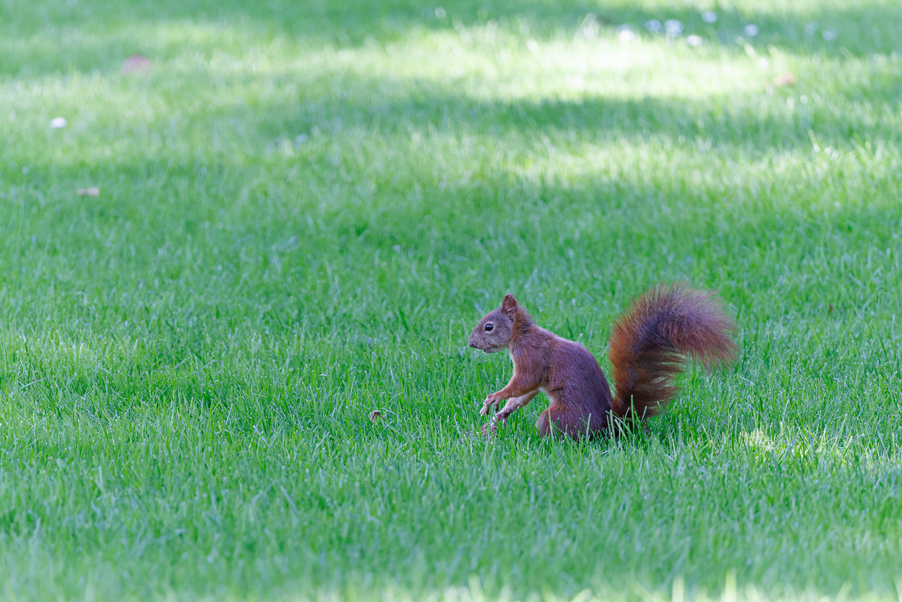 Rotes Eichh&ouml;rnchen [Sciurus vulgaris]