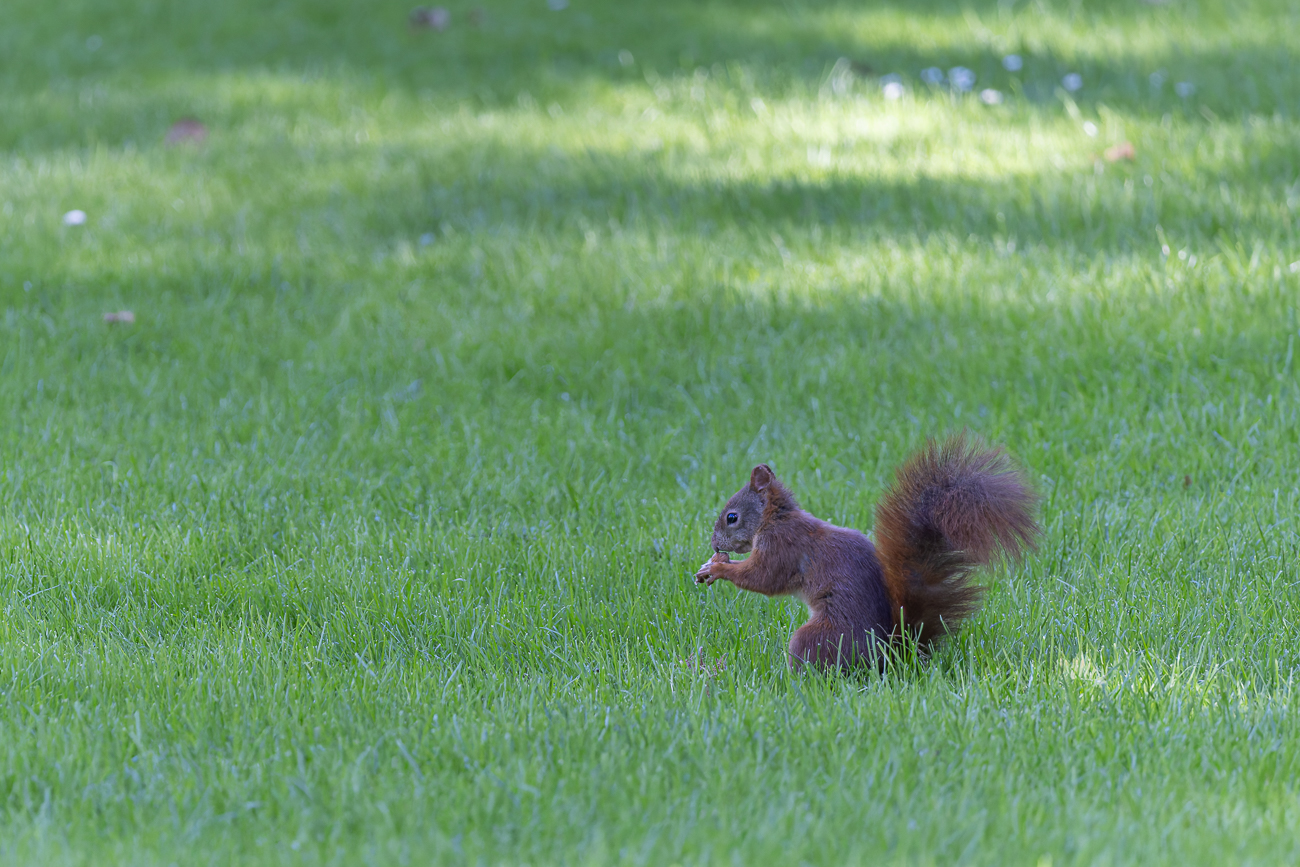 Rotes Eichh&ouml;rnchen [Sciurus vulgaris]