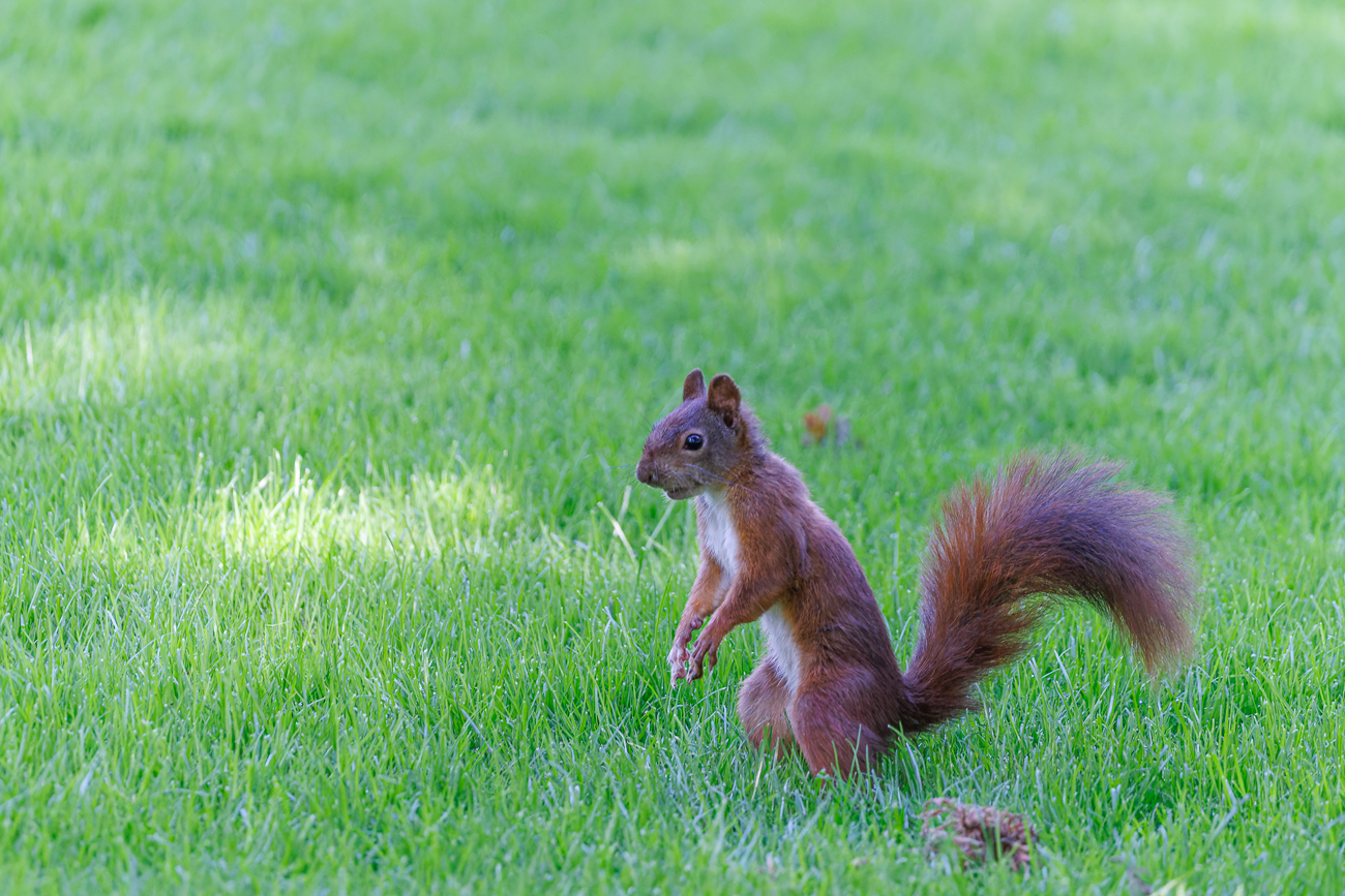 Rotes Eichh&ouml;rnchen [Sciurus vulgaris]