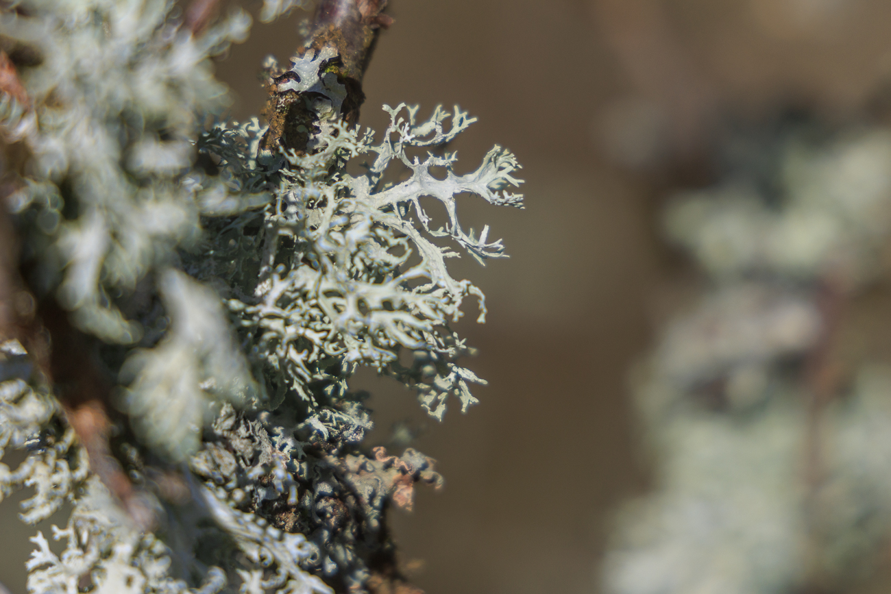 Eichenmoos [Evernia prunastri]