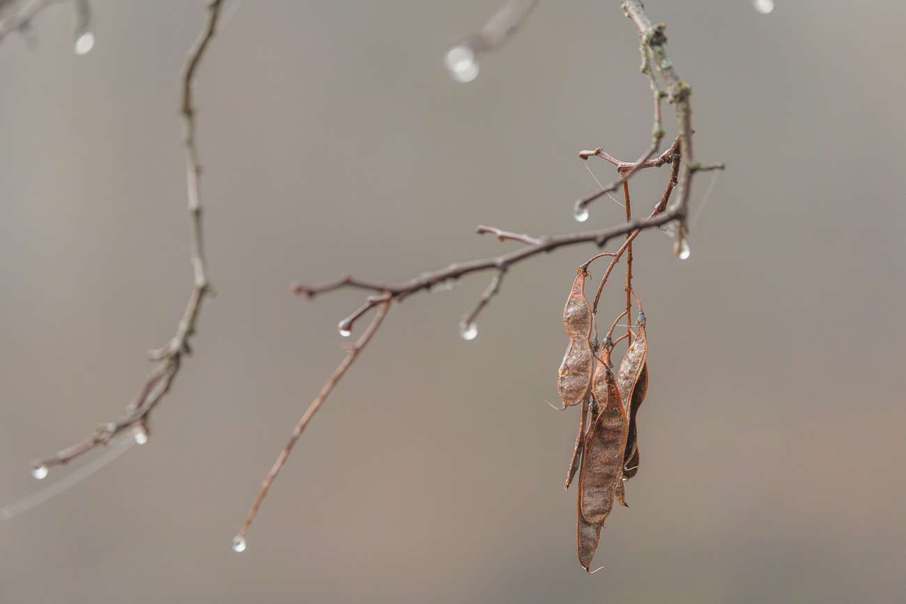 Tropfen vom geschmolzenen Schnee