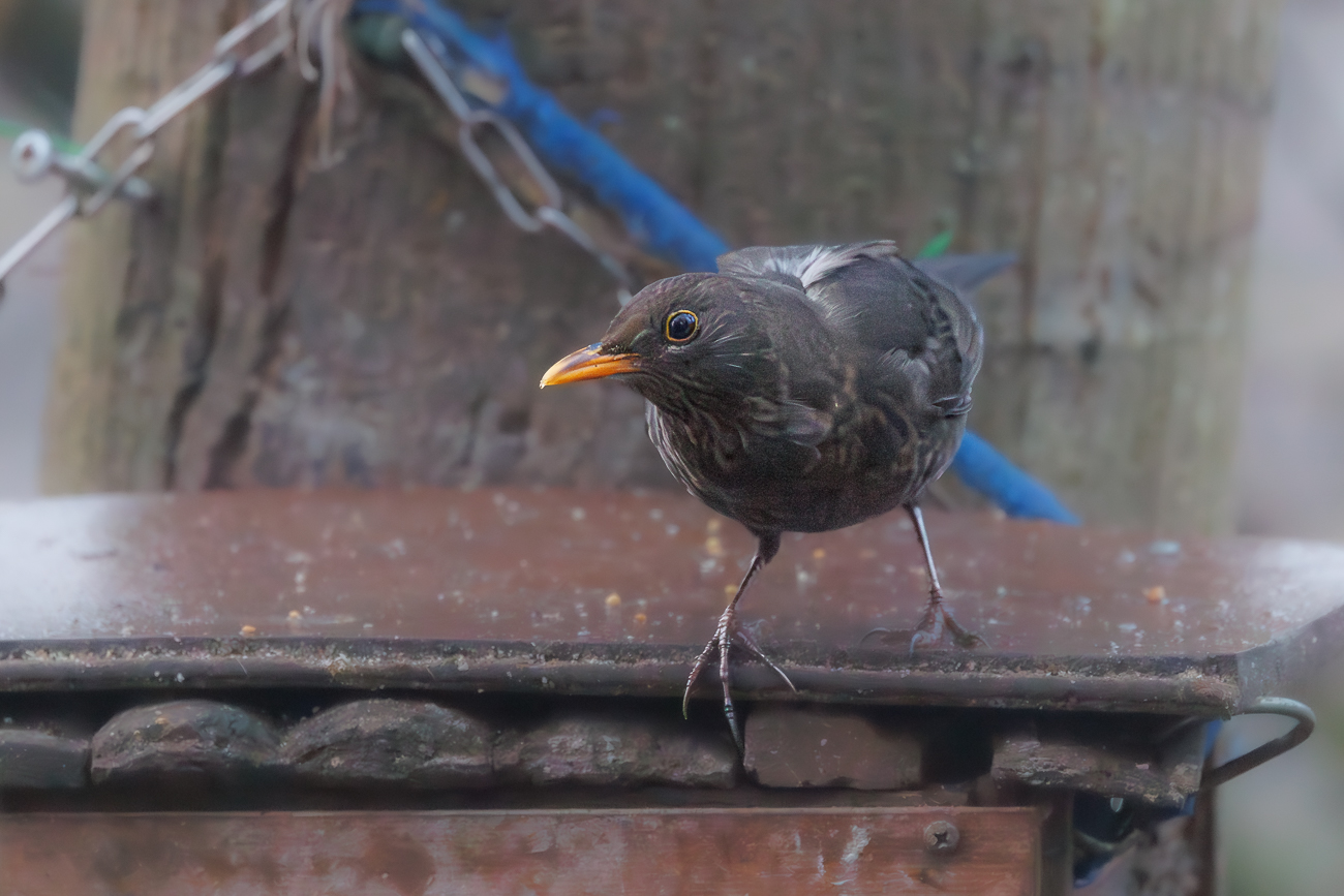 Amsel [Turdus merula], Weibchen