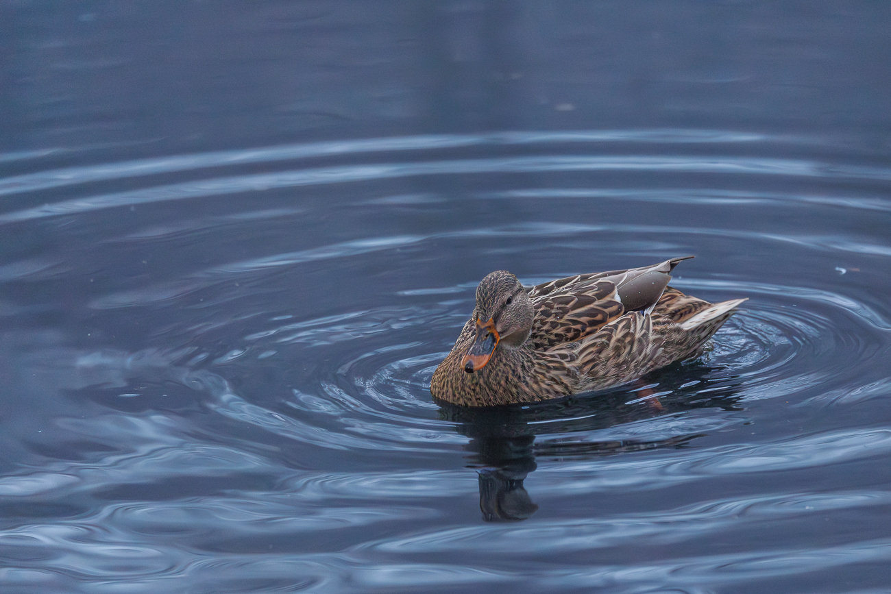 Stockente [Anas platyrhynchos], Weibchen