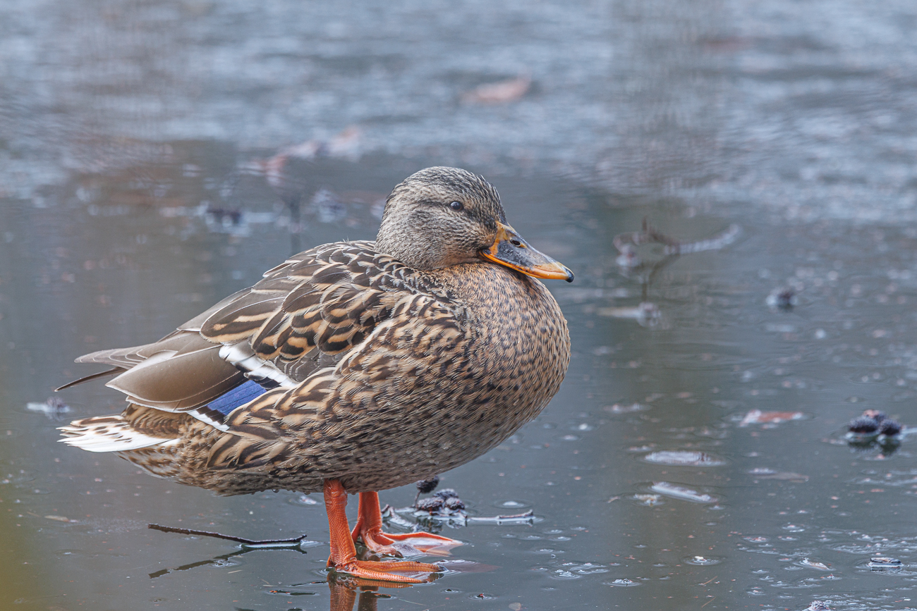 Stockente [Anas platyrhynchos], Weibchen
