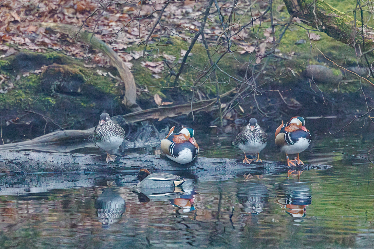 Von links nach rechts auf dem Stamm: Mandarinente [Aix galericulata], Weibchen, M&auml;nnchen, Weibchen, M&auml;nnchen.Schwimmend davor: Krickente [Anas crecca]