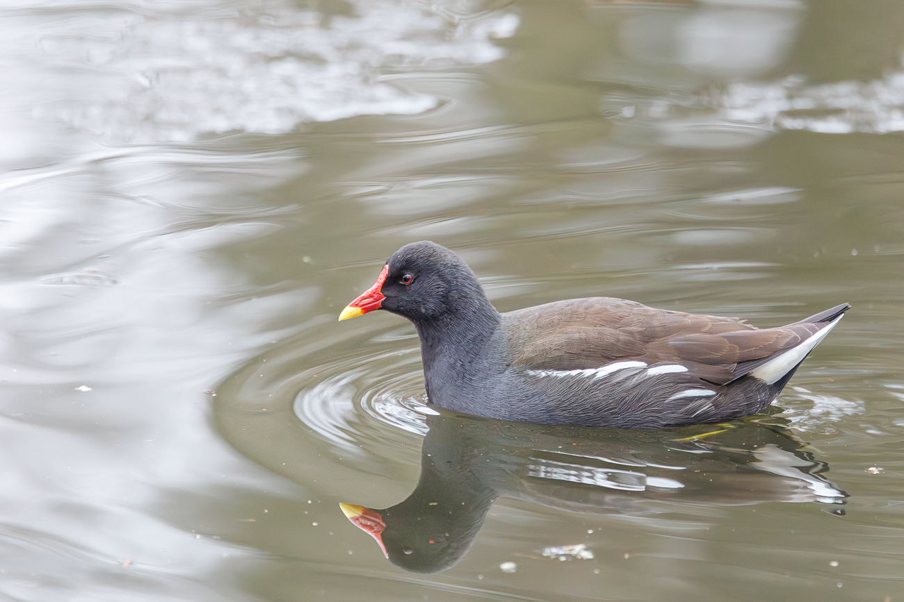 Teichhuhn [Gallinula chloropus]
