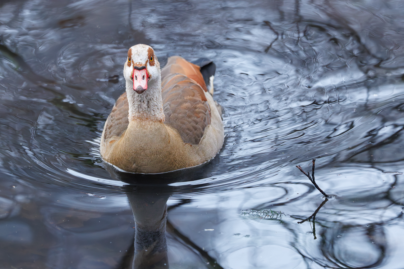 Nilgans [Alopochen aegyptiaca]
