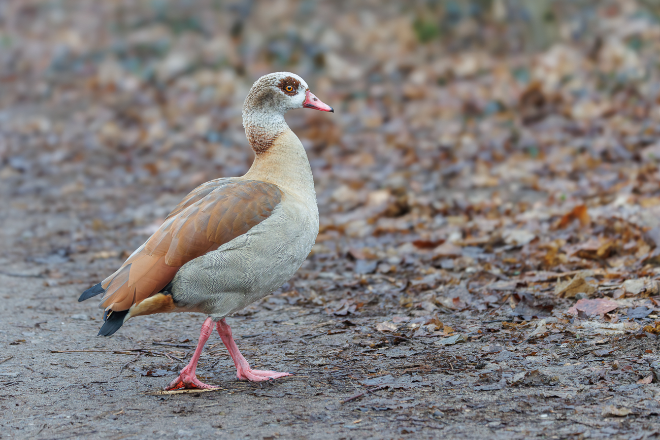 Nilgans [Alopochen aegyptiaca]