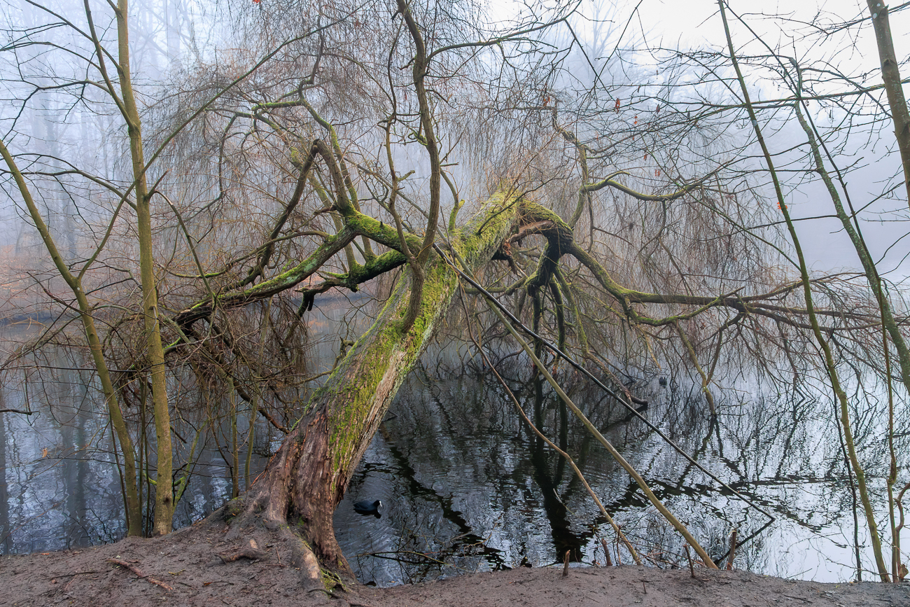 Alter Baum am Ufer