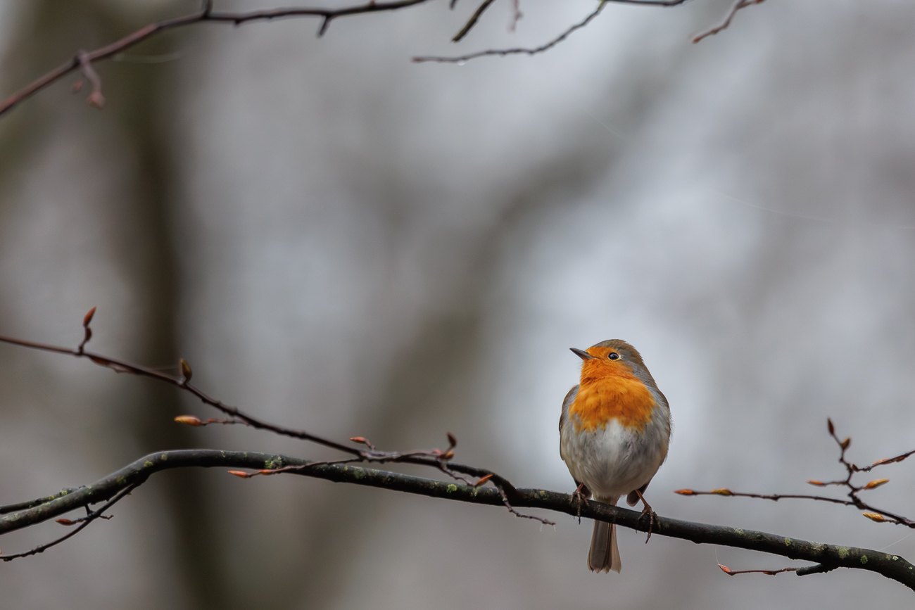 Rotkelchen [Erithacus rubecula]
