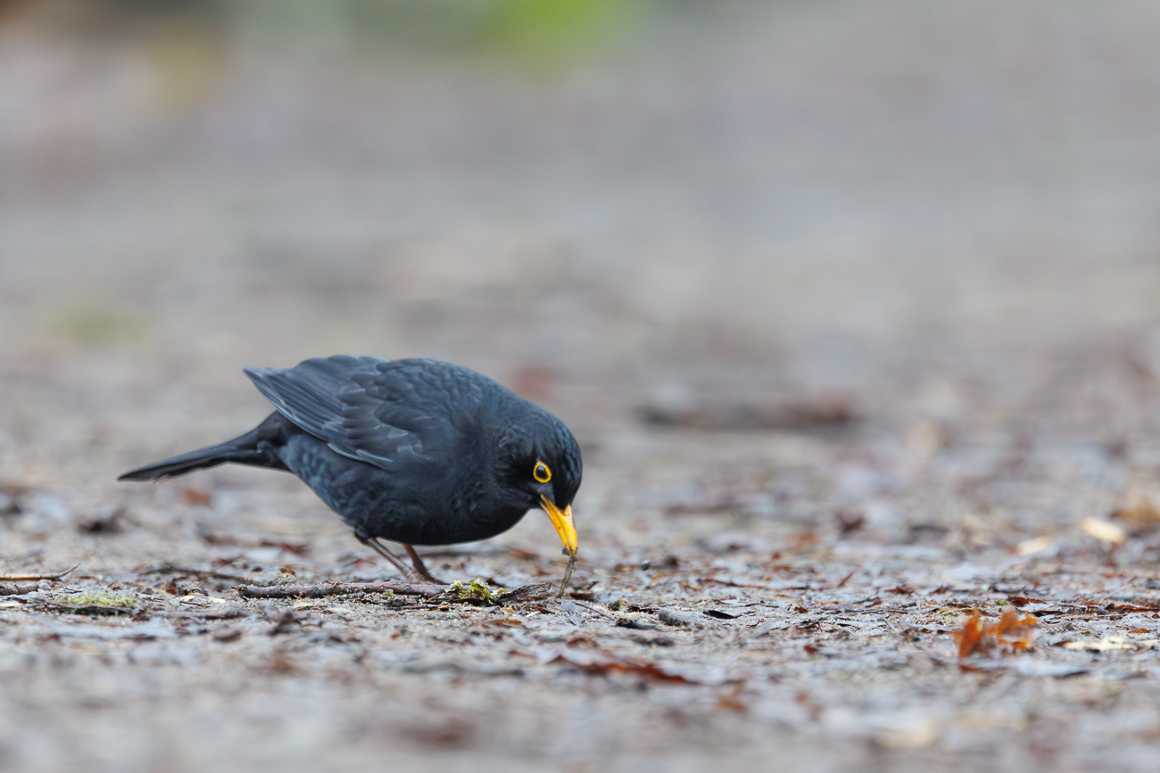 Amsel [Turdus merula]