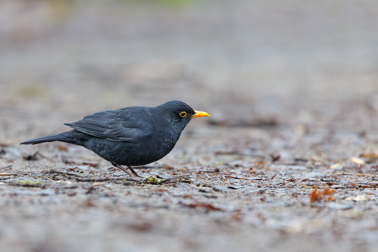 Amsel [Turdus merula]